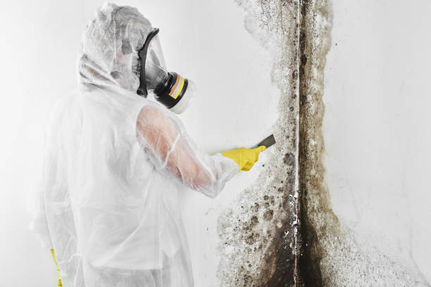 Best Residential Mold Remediation in Severn, MD