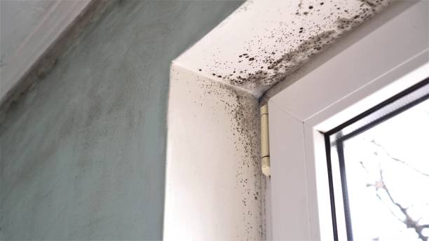 Best Commercial Mold Remediation in Severn, MD