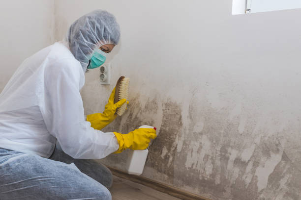 Best DIY Mold Remediation Support Services in Severn, MD