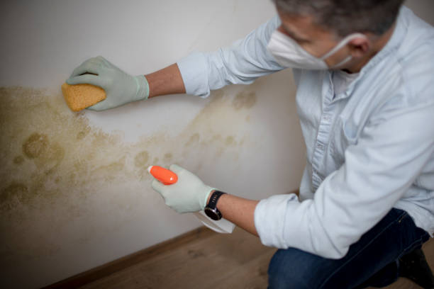 Best Mold Testing and Inspection Services in Severn, MD