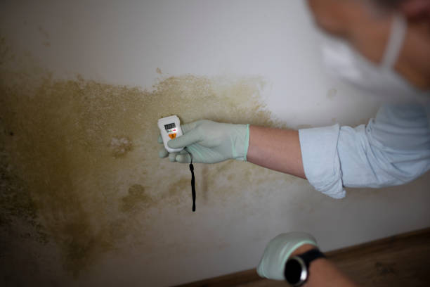 Best Basement Mold Remediation in Severn, MD
