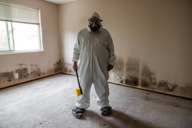 Best Emergency Mold Remediation in Severn, MD