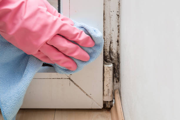 Severn, MD Mold Remediation Company
