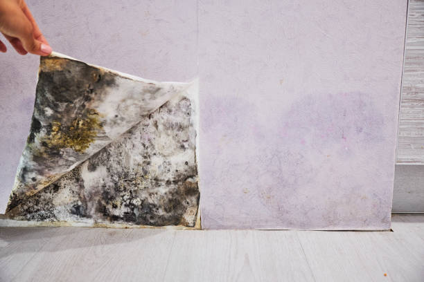 Best Industrial Mold Remediation in Severn, MD